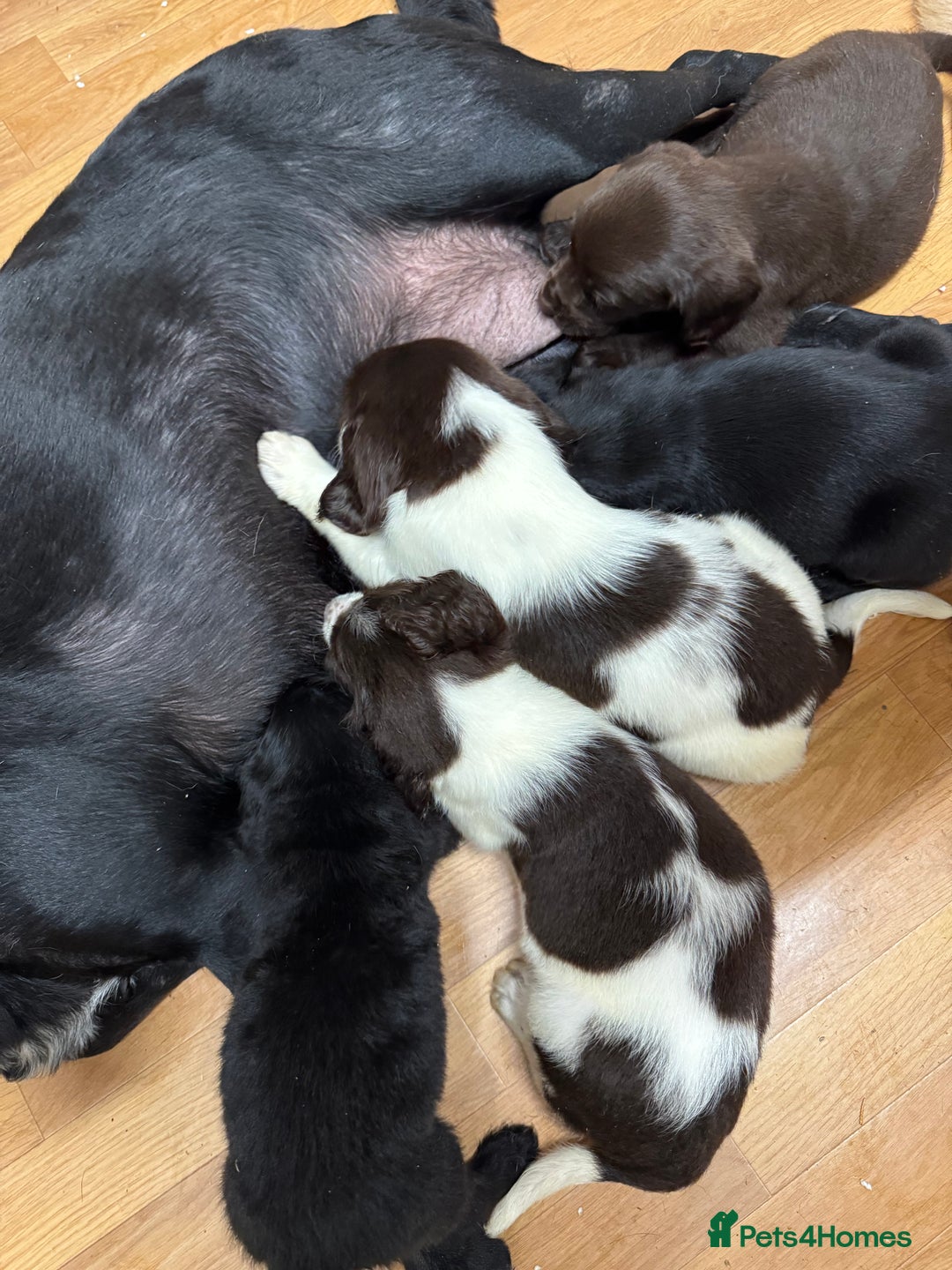 Springador dogs for sale: 9 Beautiful Springador Puppies - Image 5