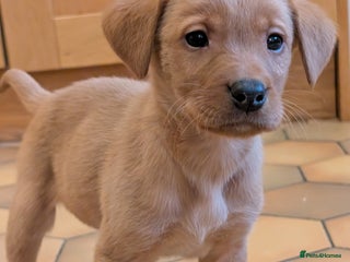 Labrador Retriever dogs Stunning litter of Labrador retriever pups - Advert 12