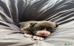 Mixed Breed dogs for sale: Beautiful puppies available – Reserve yours now! - Image 4