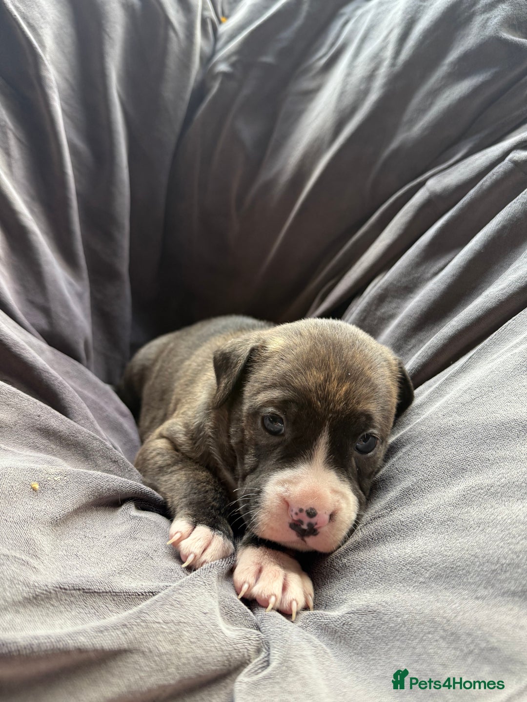 Mixed Breed dogs for sale: Beautiful puppies available – Reserve yours now! - Image 4
