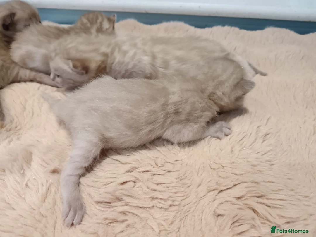 Bengal cats for sale: Tica RG pure bengals - Advert 15