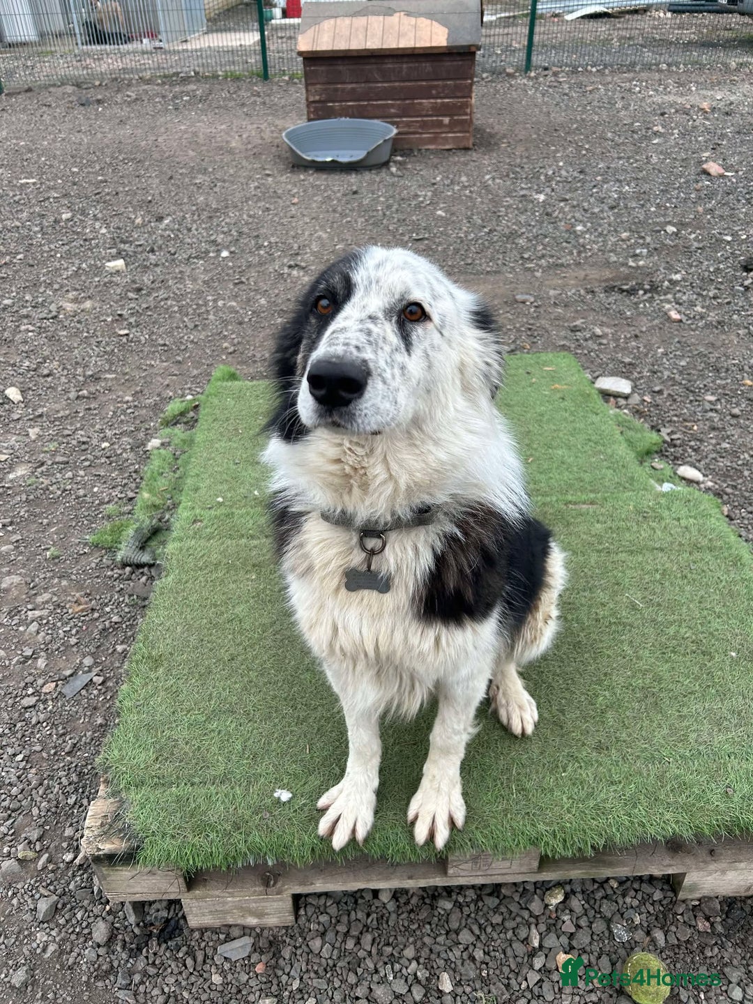 Mixed Breed dogs for adoption: BARNEY - Needs an Experienced Home - Image 6