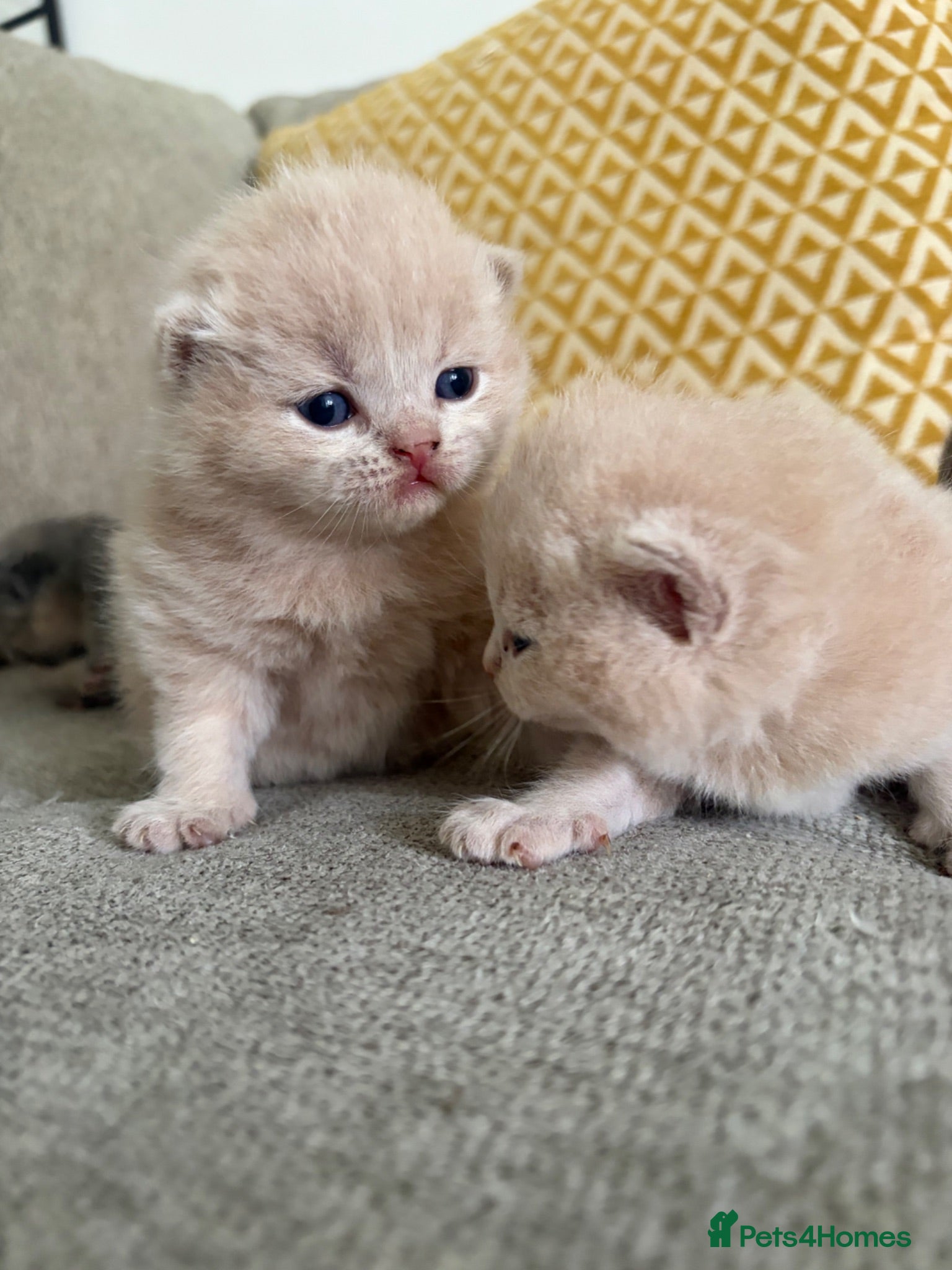 British Shorthair cats British shorthair kittens.  - Advert 2
