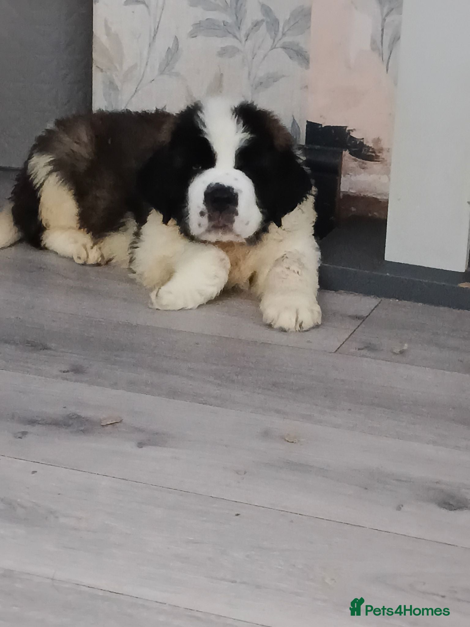 Saint Bernard dogs St Bernard kc registered puppies - Advert 2