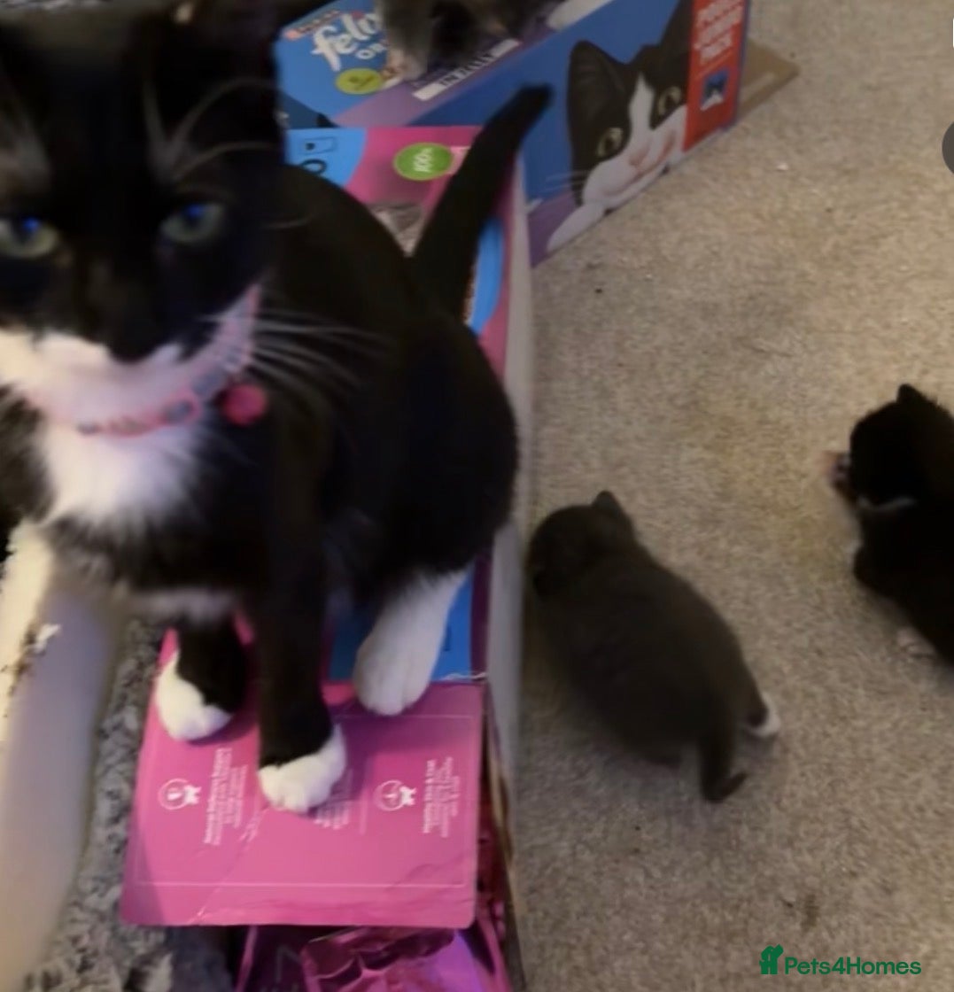 Mixed Breed cats Mum and kittens  - Advert 1