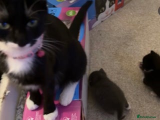 Mixed Breed cats Mum and kittens - Advert 1