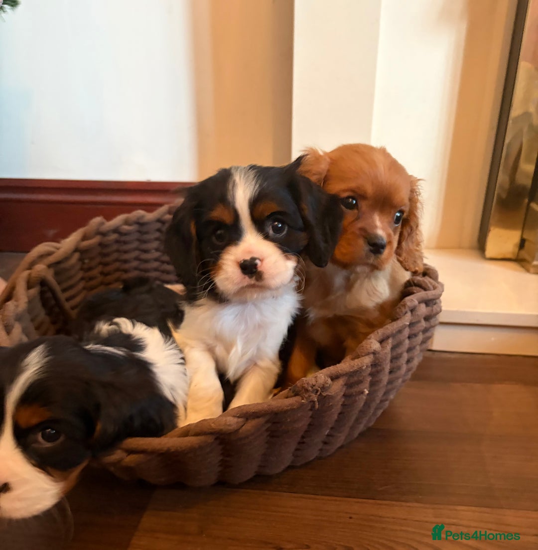 Cavalier King Charles Spaniel dogs for sale: Gorgeous Cavalier King Charles Spaniel Boys - Advert 5