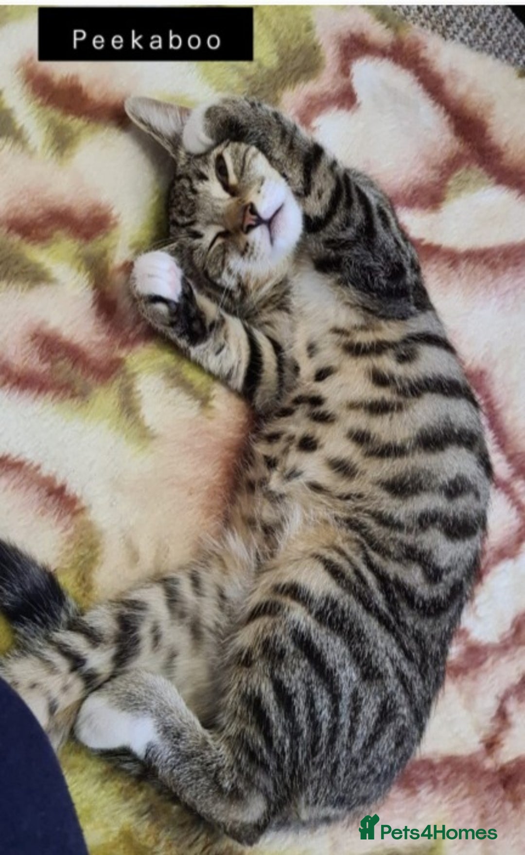 Bengal cats for sale: Mixed Bengal kittens - Advert 13