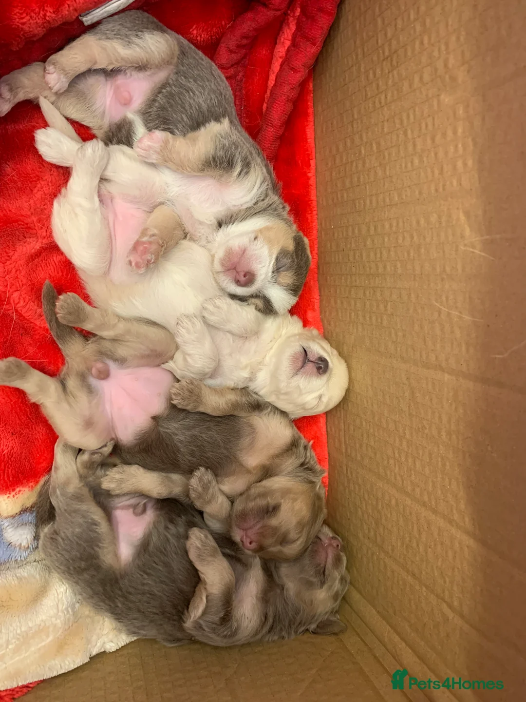 Mixed Breed dogs for sale: Shorkie Cross Chihuahuas - Advert 1