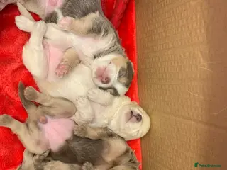 Mixed Breed dogs Shorkie Cross Chihuahuas - Advert 1