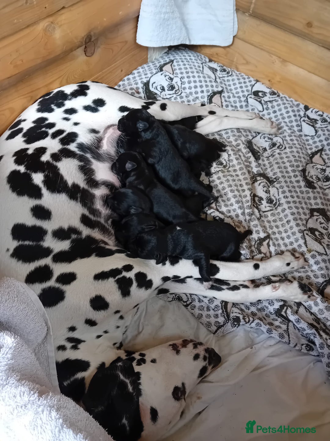 Mixed Breed dogs for sale: Dalmador puppies - Image 2