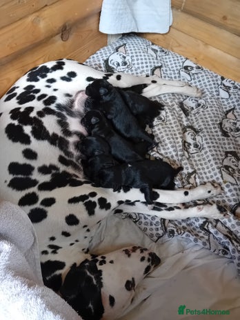 Mixed Breed dogs - Advert 2