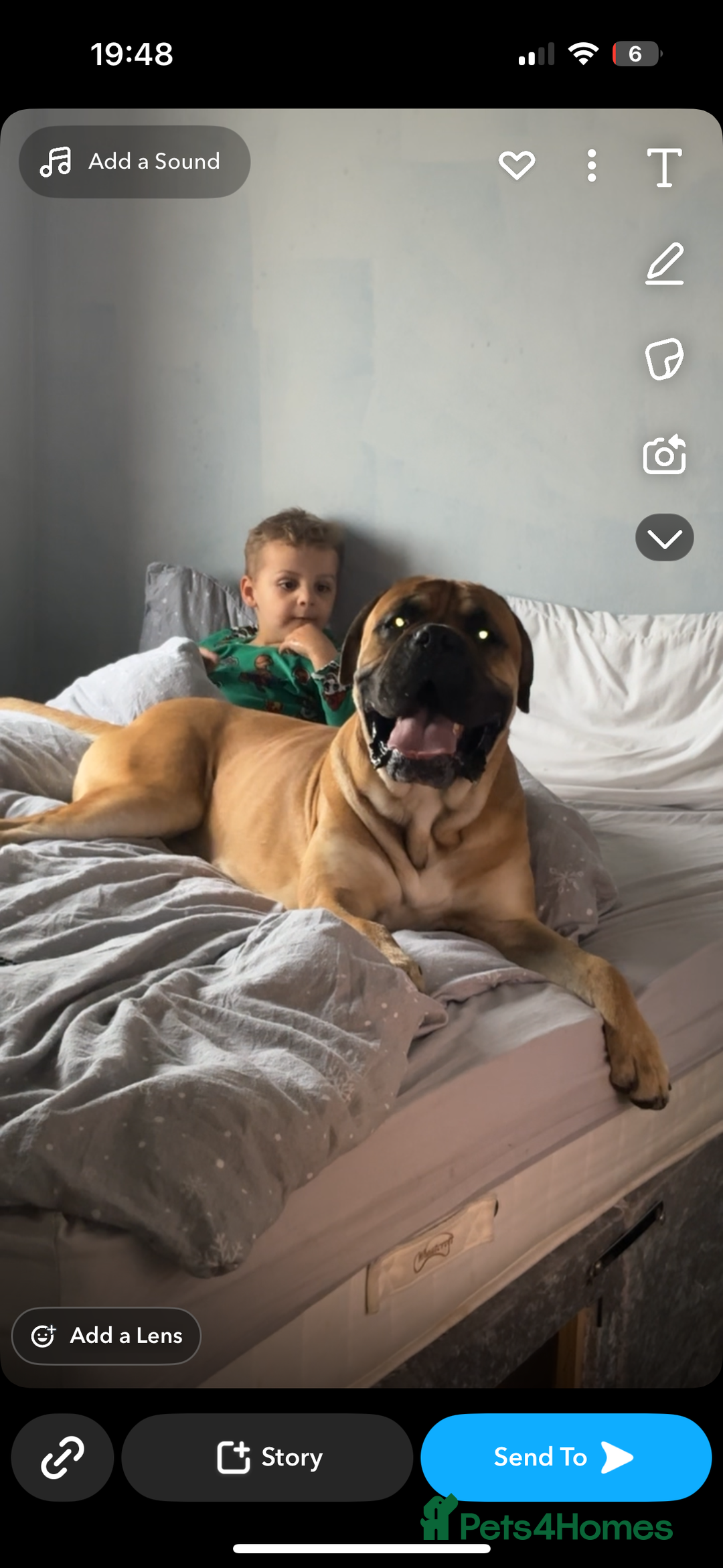 Cane Corso dogs for stud: Cane corso for stud  - Image 2