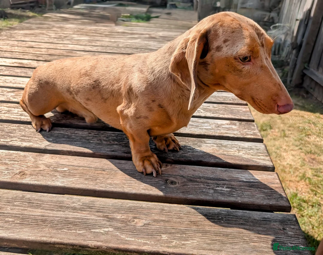 Miniature Dachshund dogs for stud: 🤎🤍 Chocolate Dapple Stud - PROVEN 🤎🤍 - Advert 2