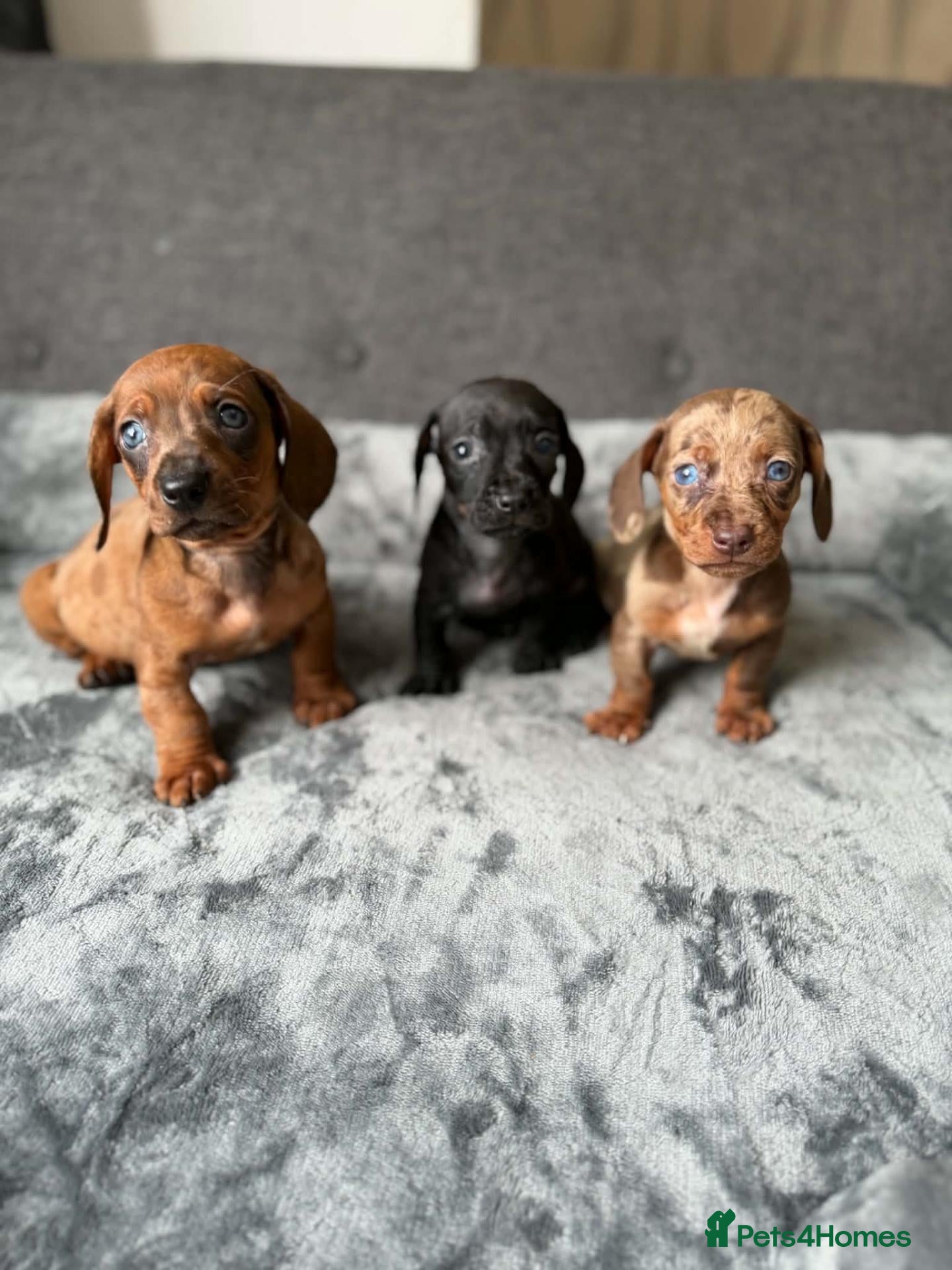 Dachshund dogs Miniature Dachshund  - Advert 3