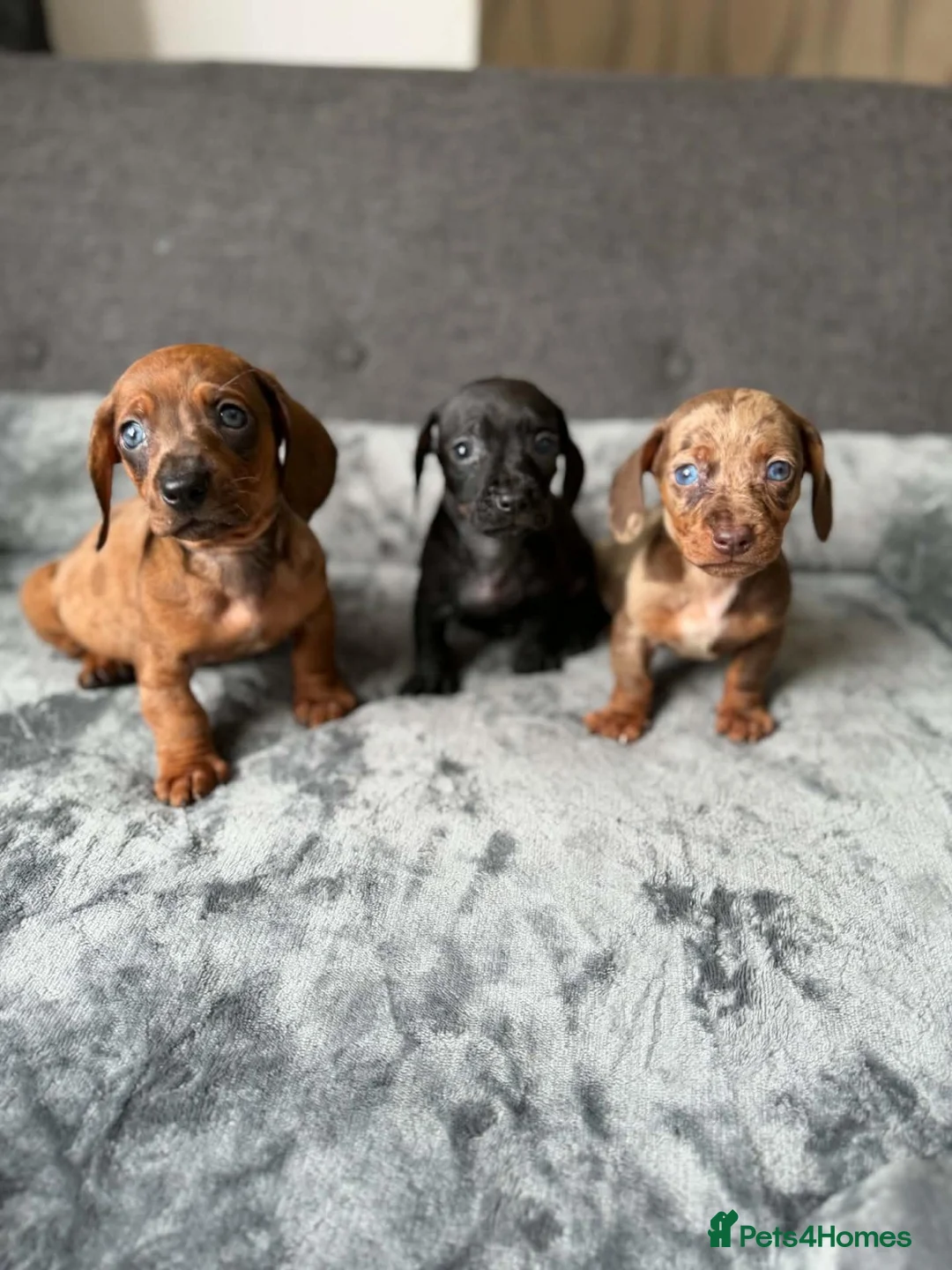 Dachshund dogs for sale: Miniature Dachshund  - Advert 1