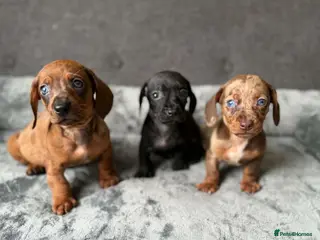 Dachshund dogs Miniature Dachshund - Advert 6