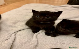 Mixed Breed cats for sale: 4 mixed breed female kittens  - Image 9