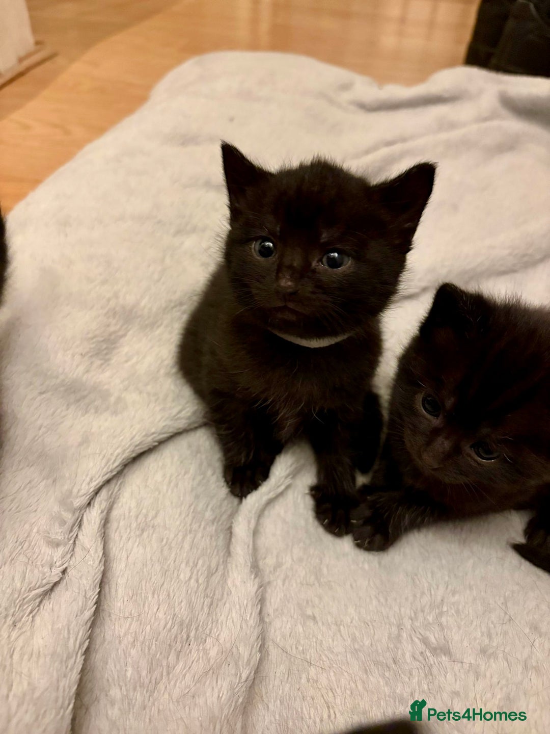 Mixed Breed cats for sale: 4 mixed breed female kittens  - Image 9