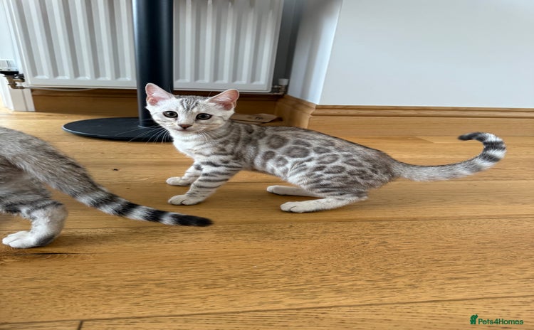Bengal cats in Cambridge - Advert 5