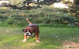 Boxer dogs for stud: Vinnie the Boxer - Image 4