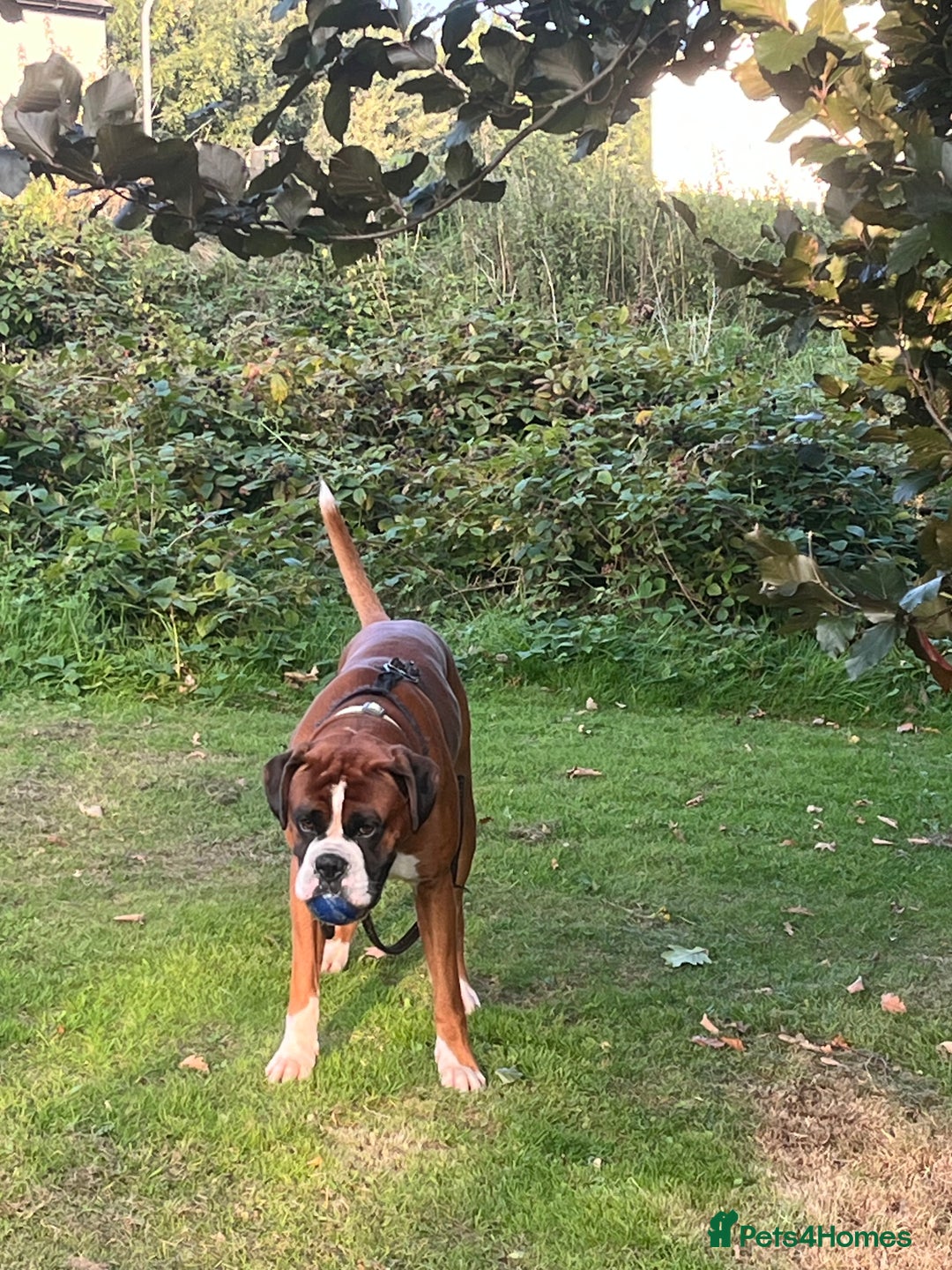 Boxer dogs for stud: Vinnie the Boxer - Image 4