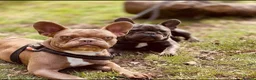 French Bulldog dogs for sale: French bulldog isabella - Advert 2
