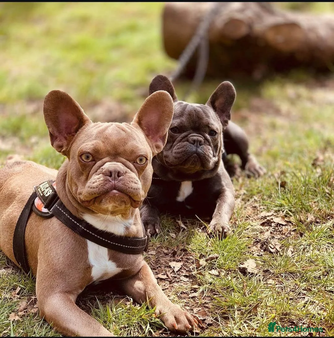 French Bulldog dogs for sale: French bulldog isabella - Advert 2