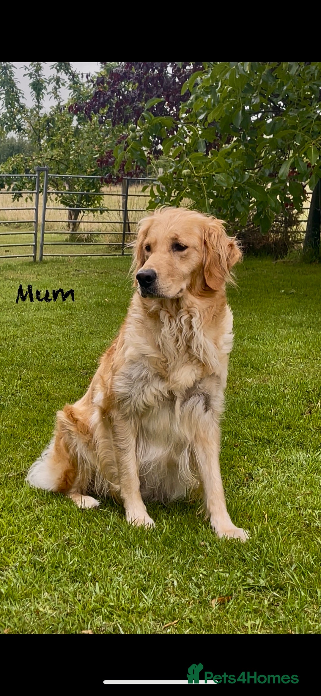 Golden Retriever dogs for sale: KC Reg Golden/Red Working Strain Retriever Puppies - Image 5