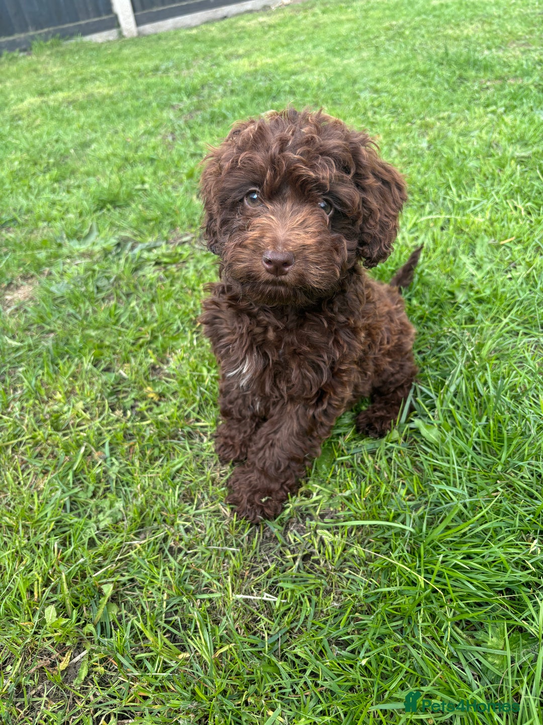 Cockapoo dogs for sale: Cockapoo puppies for sale  in Manchester - Image 8
