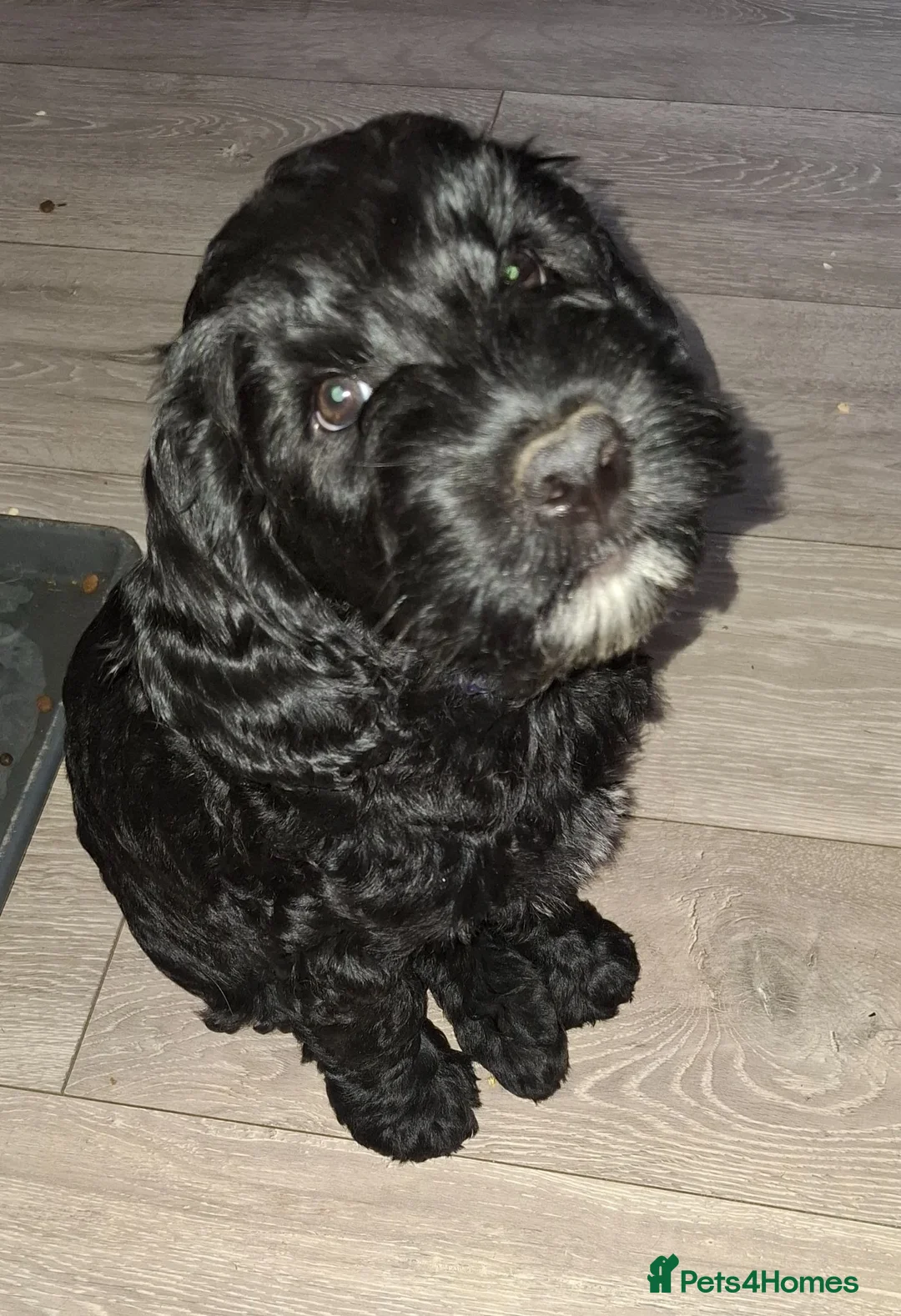 Cockapoo dogs for sale: Grandpa - Advert 13