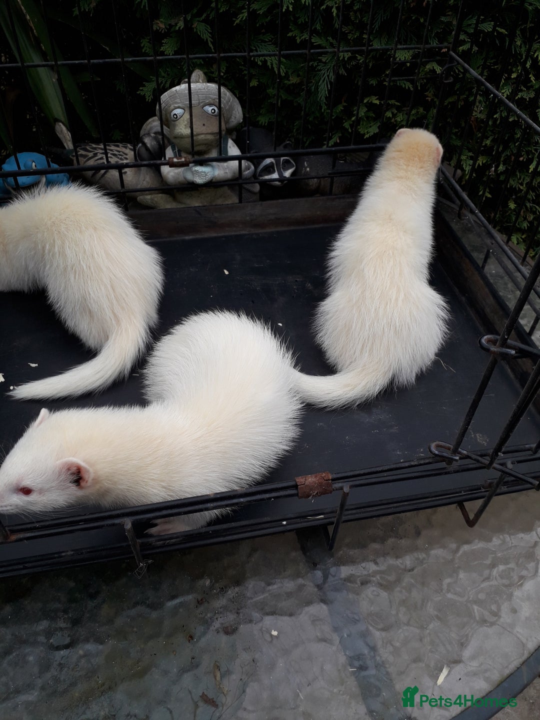 Ferret rodents for sale: Albino kits  - Image 5