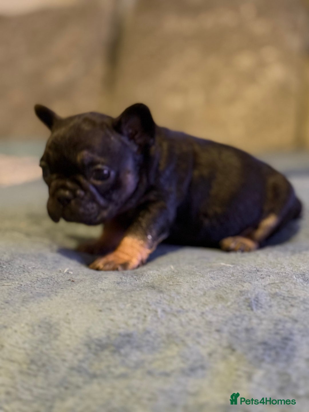 French Bulldog dogs for sale: Beautiful French bulldog  - Advert 9