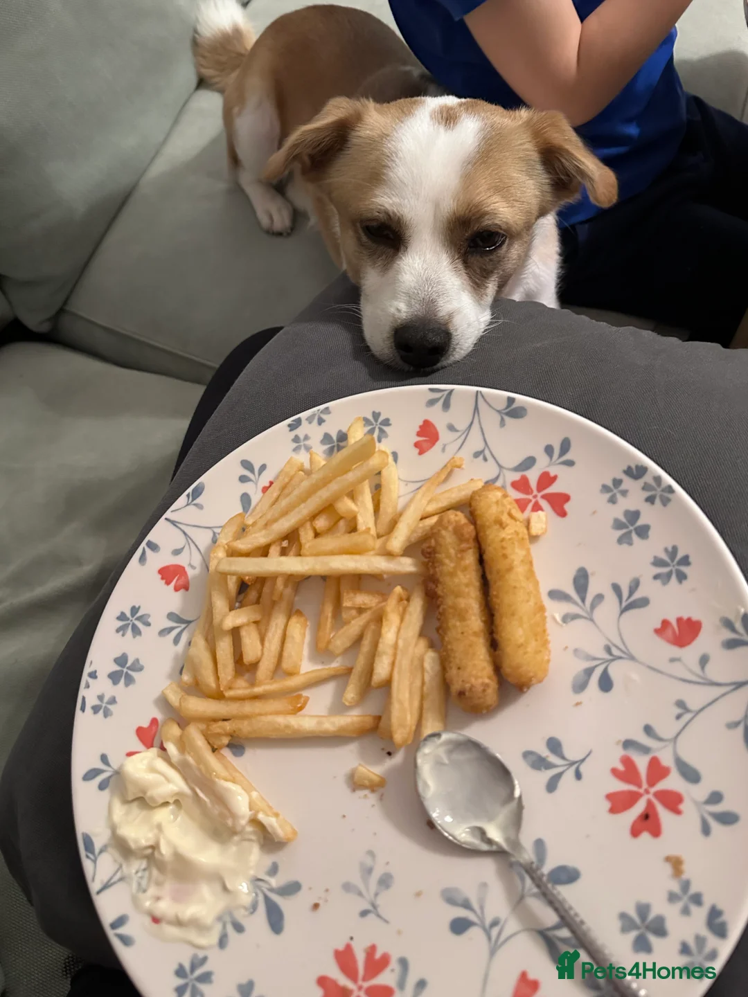 Mixed Breed dogs for sale: Dog for rehoming - Advert 7