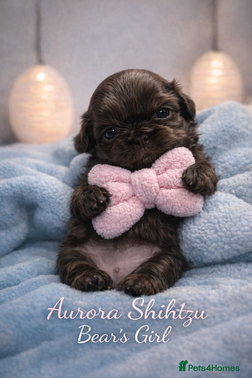 Shih Tzu dogs Exceptional KC Registered Health Tested - Advert 17