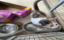 Mixed Breed cats for sale: Luna and sparkle  - Image 4