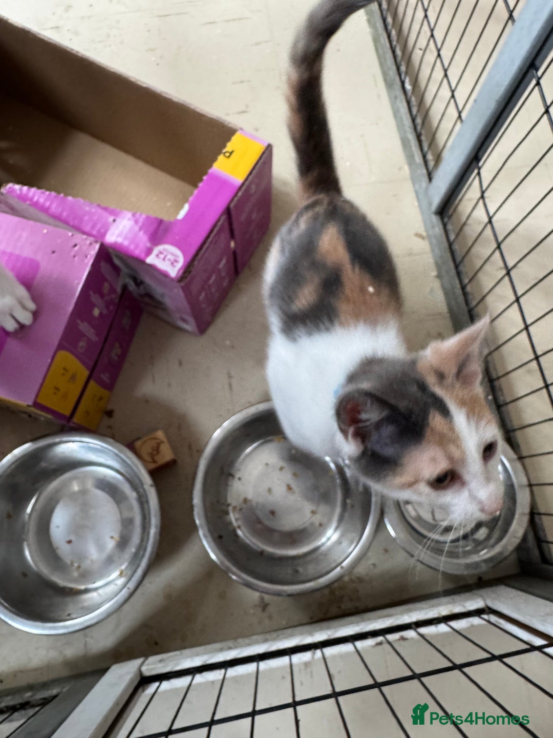 Mixed Breed cats for sale: Luna and sparkle  - Image 4