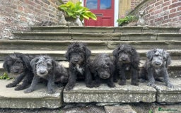 Bedlington Terrier dogs for sale: Super Friendly Bedlington Terrier Puppies - Image 1