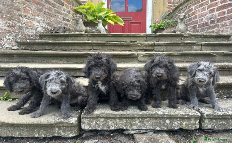 Bedlington Terrier dogs - Advert 1