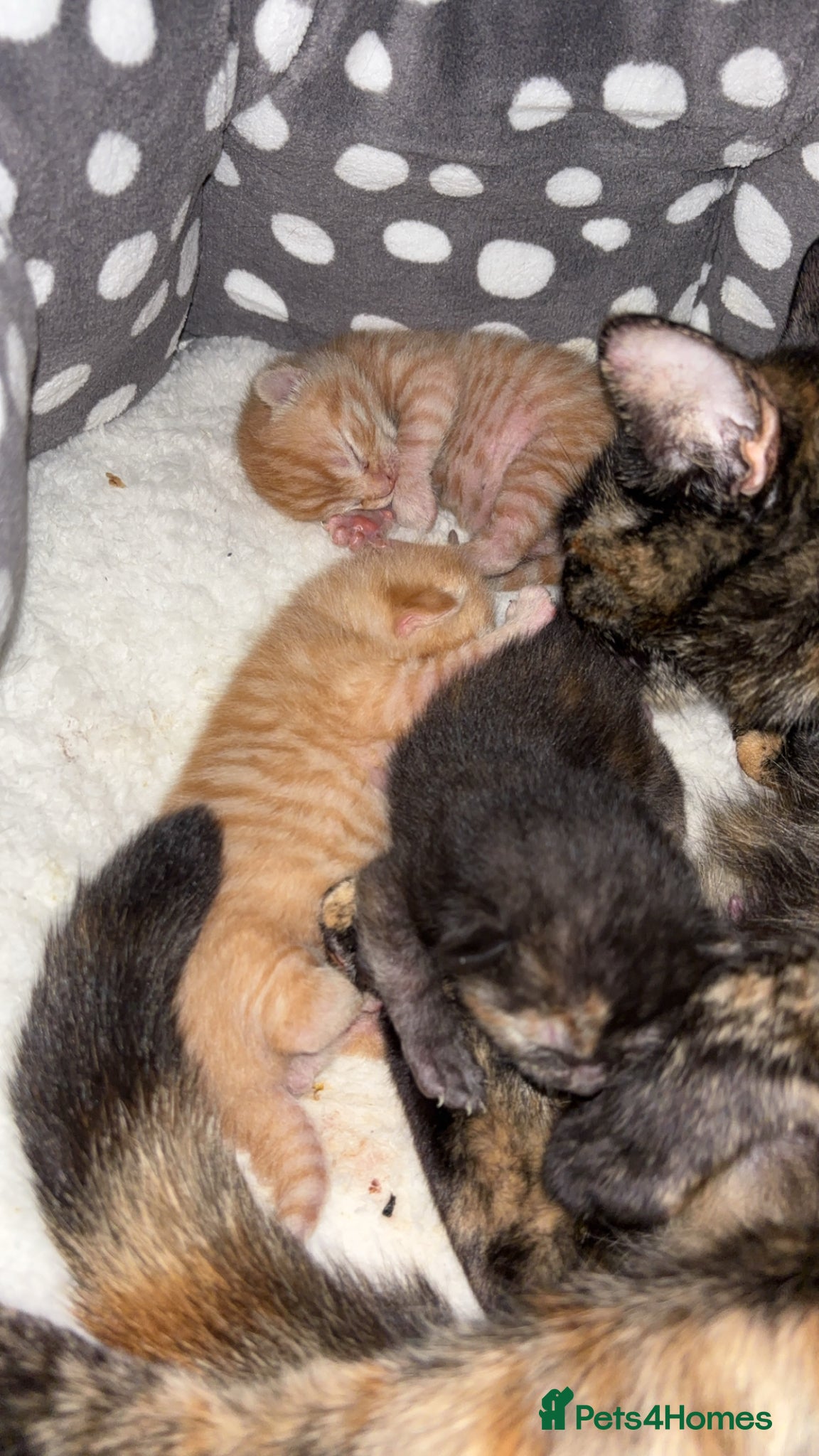 Domestic Shorthair cats Beautiful Kittens - Advert 1