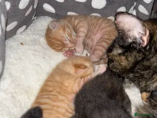 Domestic Shorthair cats Beautiful Kittens - Advert 1