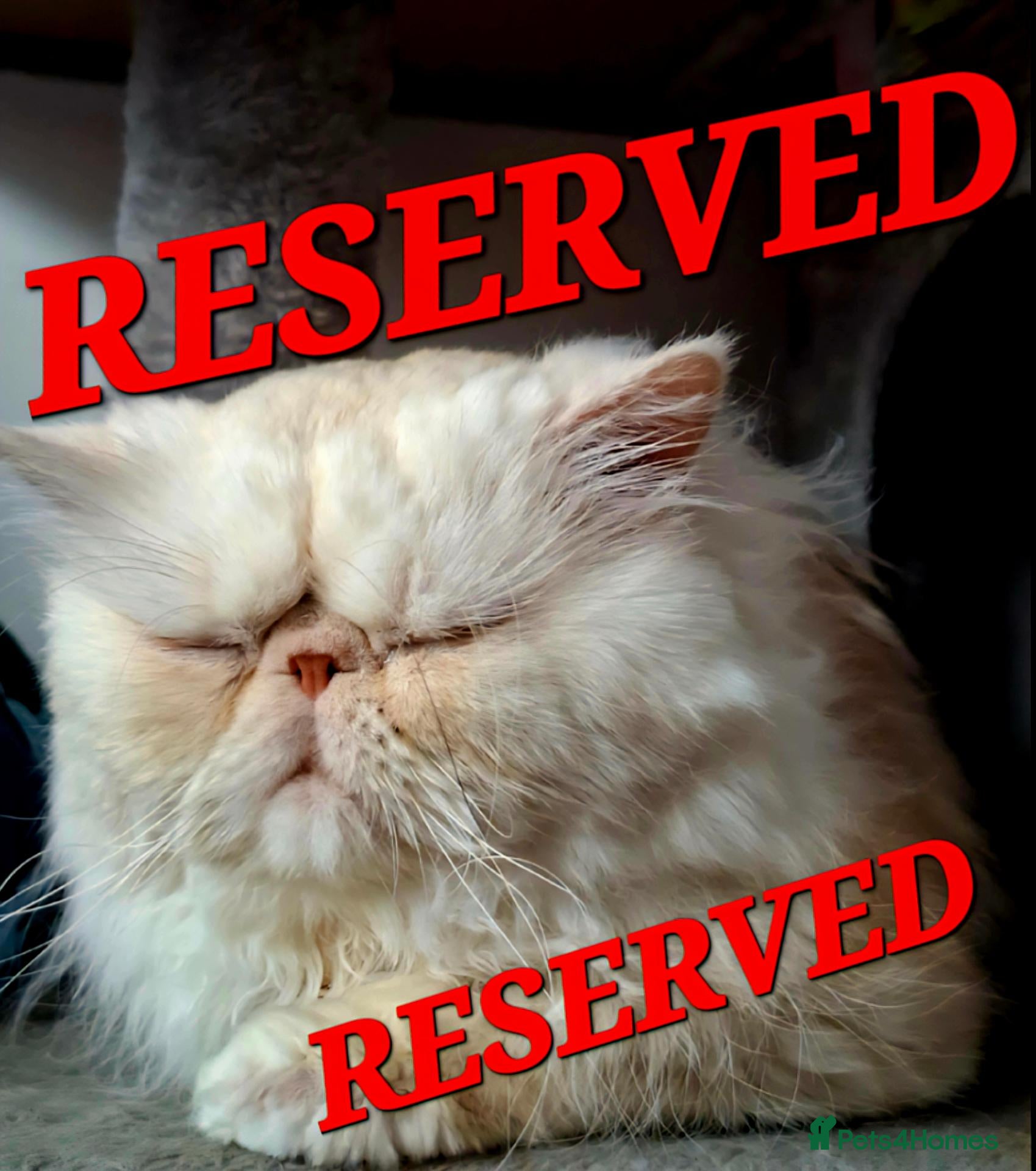 Persian cats Tin-tin – Loving Persian Cat Seeking Forever Home - Advert 6