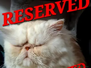 Persian cats Tin-tin – Loving Persian Cat Seeking Forever Home - Advert 6