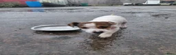 Jack Russell dogs for sale: Jackrussell  - Advert 2