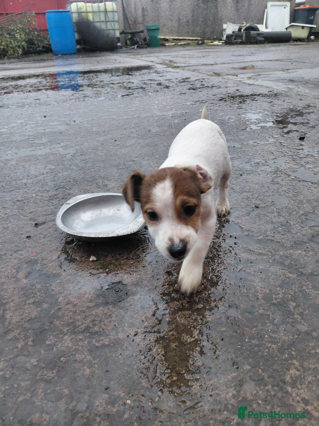 Jack Russell dogs for sale: Jackrussell  - Advert 2