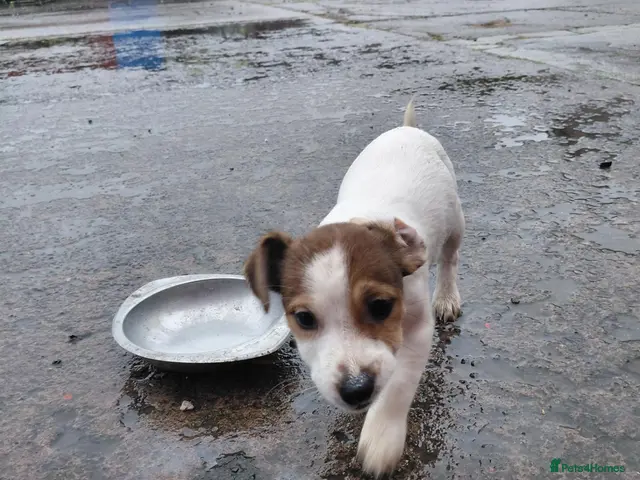 Jack Russell dogs Jackrussell - Advert 2