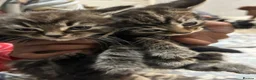 Mixed Breed cats for sale: 5 fluffy kittens looking for their forever homes  - Advert 7