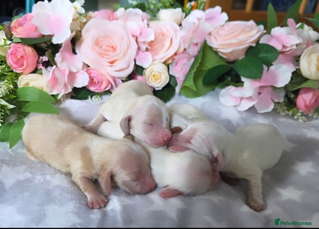 Miniature Dachshund dogs - Advert 9