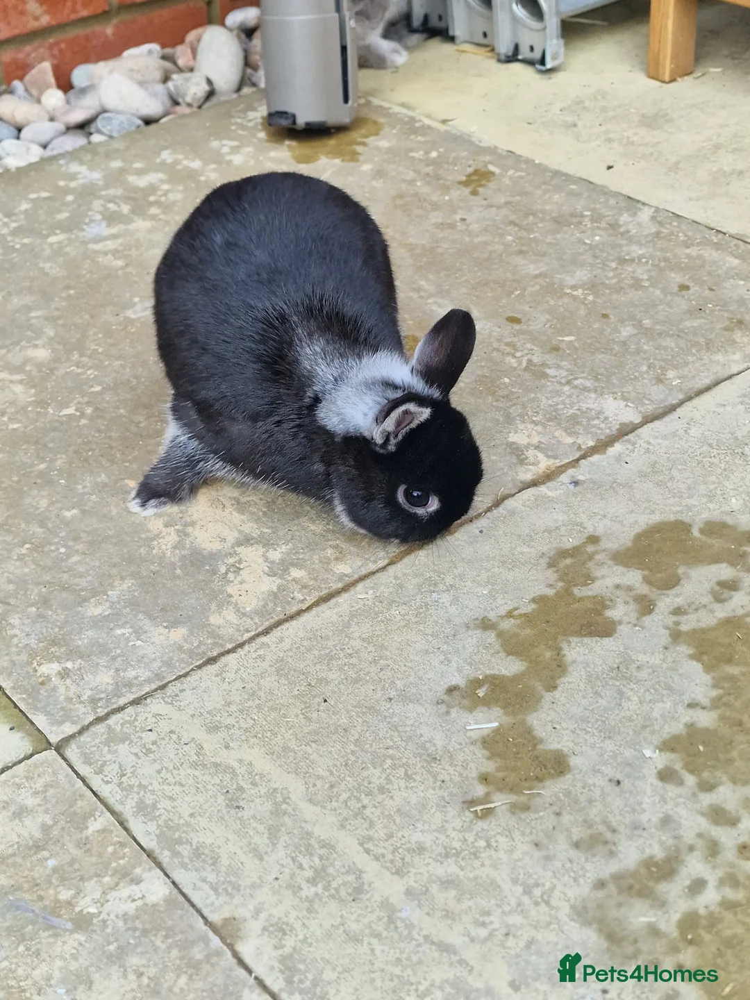 Netherland Dwarf rabbits for sale: 2 female Netherlands dwarf rabbits with hutch - Advert 14