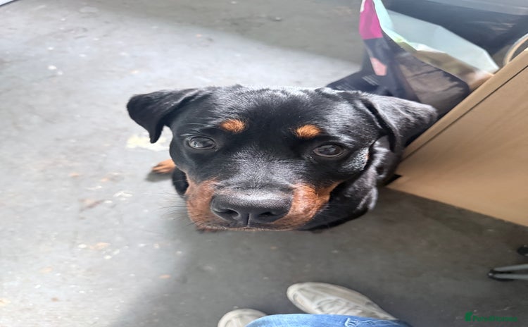 Rottweiler dogs - Advert 1